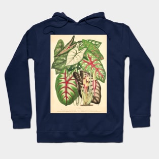 Assorted Caladium and Alocasia - Belgique horticole - Botanical Illustration Hoodie